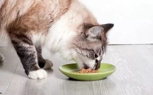 娱乐吃瓜酱小猫咪,小猫咪的娱乐生活与网络热度